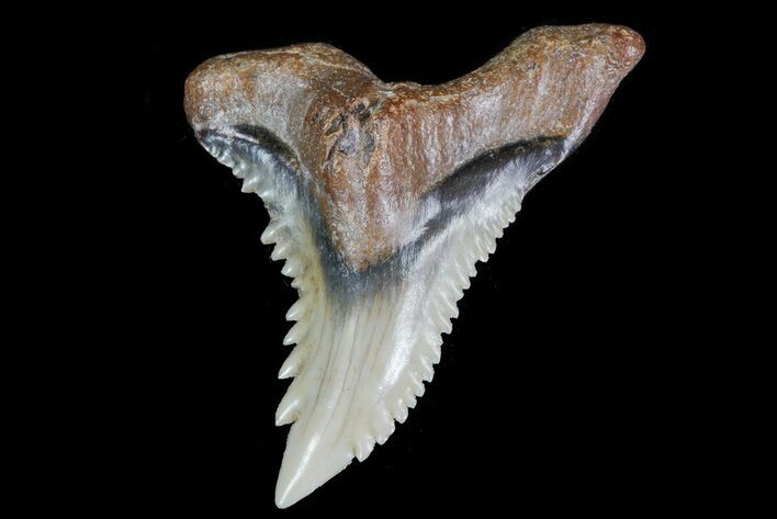 Serrated, Fossil Hemipristis Tooth - Georgia #74803